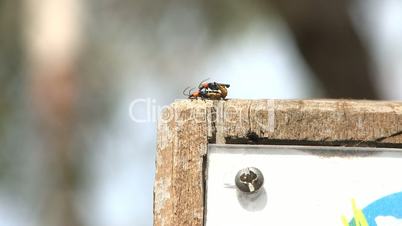 Two insects mating