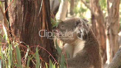 Australian Koala Bear