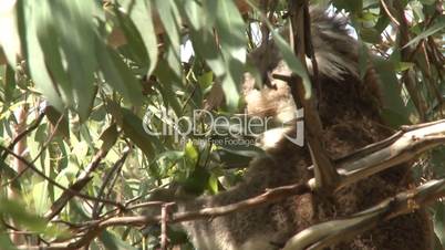 Australian Koala Bear