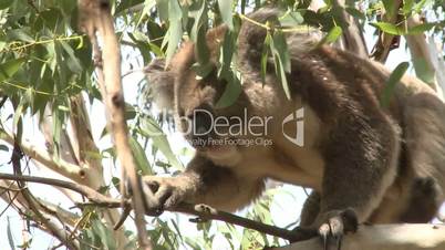 Australian Koala Bear