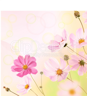 Beautiful Flowers Border.Floral design