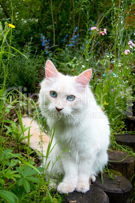 Sibirische Waldkatze im Garten