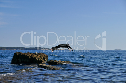 Mann im Anzug springt von kleiner Klippe / Felsen ins Meer