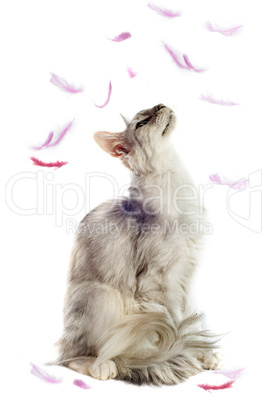 maine coon cat and feathers