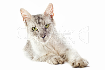 maine coon cat