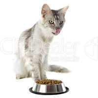 maine coon cat and cat food
