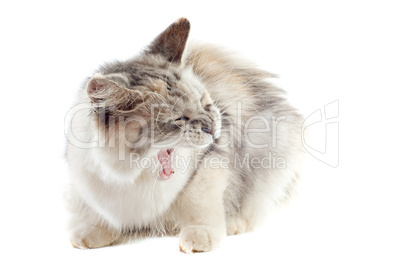 aggressive maine coon cat