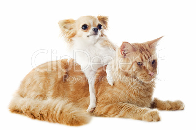 maine coon cat and chihuahua