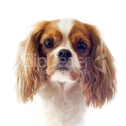 cavalier king charles