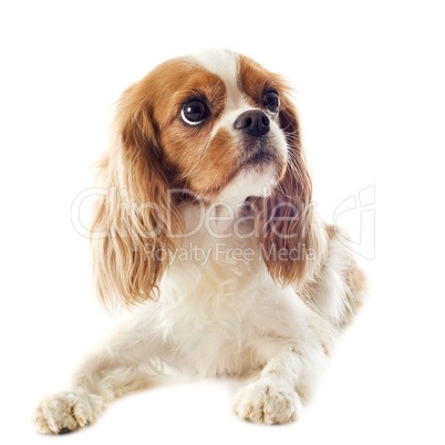 cavalier king charles