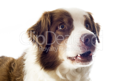 australian shepherd