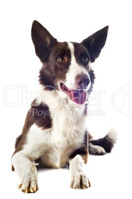 border collie