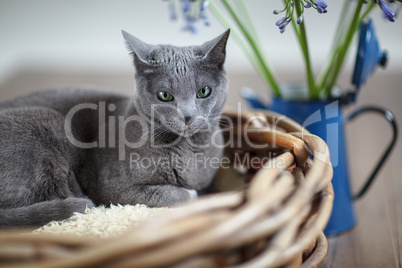 Russisch Blau Katze in Weidenkorb