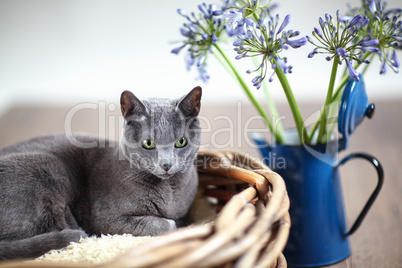 Russisch Blau Katze in Weidenkorb