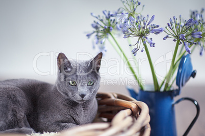 Russisch Blau Katze in Weidenkorb