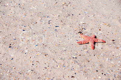 Strand mit Seestern