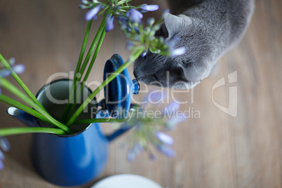 Katze und Blumen