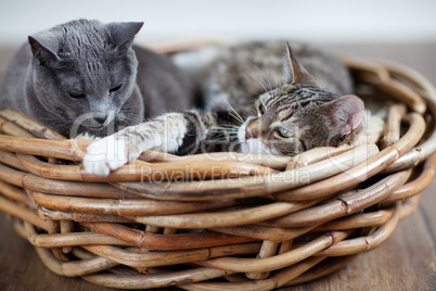 Zwei Katzen im Korb