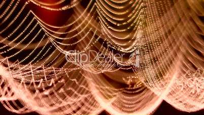 Spinnenfäden mit Morgentau