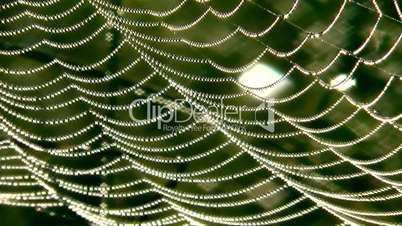 Spinnenfäden mit Morgentau