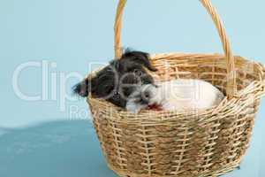 Parson Jack Russel Terrier