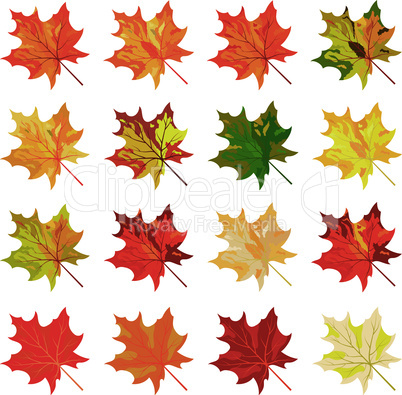 Collection of color autumn leaves