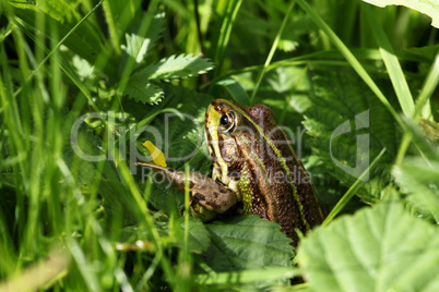 Teichfrosch zwischen Gräser