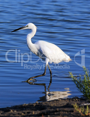 Little egret