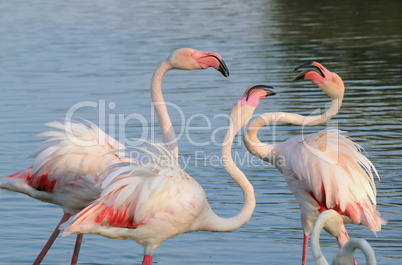 Flamingos fighing