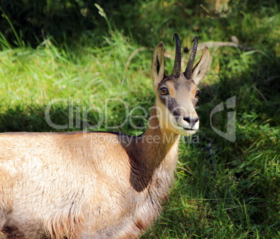 Chamois portrait