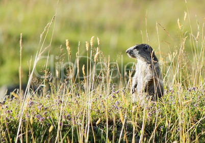 Marmoton in the grass