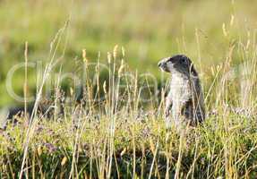 Marmoton in the grass