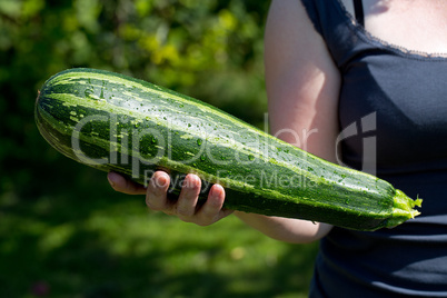 Zucchini