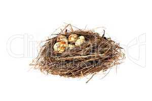 Birds nest with eggs on the white background. (isolated)