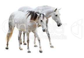 camargue horses