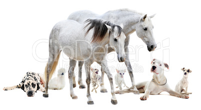 group of white pet