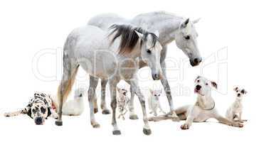 group of white pet