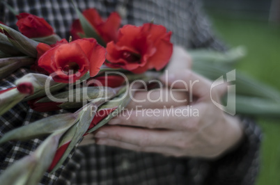 woman holding scarlet red gladioli in arms