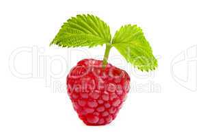 Ripe rasberry with green leaf isolated over white. Close up macr