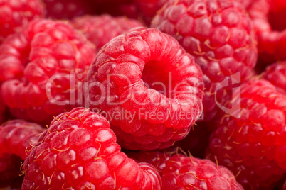 Ripe rasberry background. Close up macro shot of raspberries