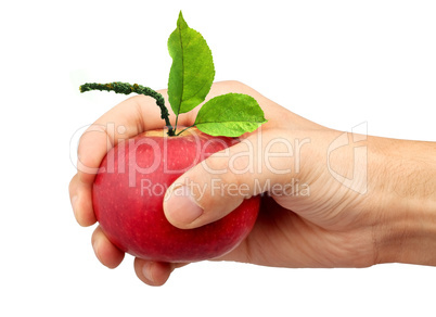 An apple in the hand