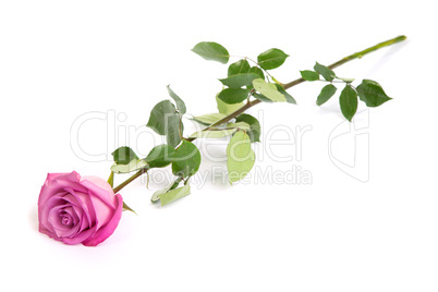 One fresh pink rose  over white background