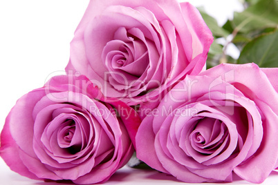 Three fresh pink roses over white background