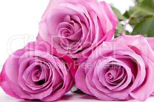 Three fresh pink roses over white background