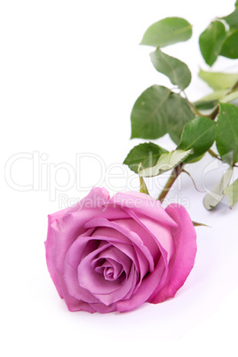 One fresh pink rose  over white background