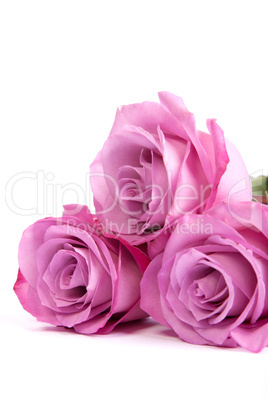 Three fresh pink roses over white background