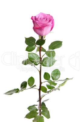 One fresh pink rose over white background