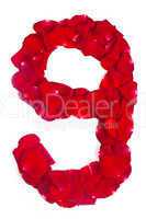 number 9 made from red petals rose on white