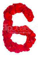 number 6 made from red petals rose on white