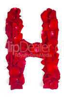 Letter H made from red petals rose on white